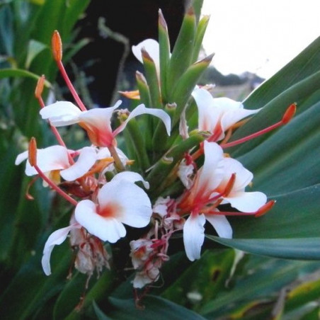 Hedychium Ayo