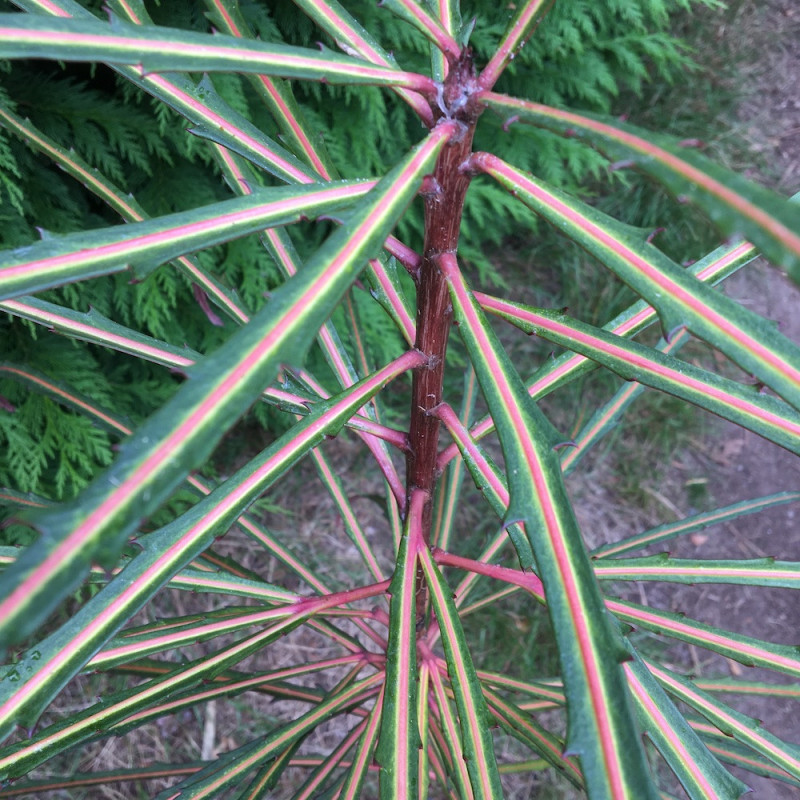 Pseudopanax fiddlesticks