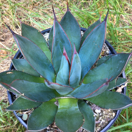 Agave blue ember