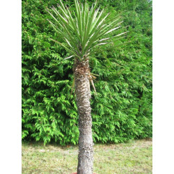 Yucca filifera (import)