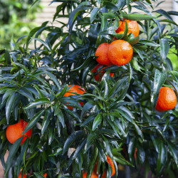 Citrus clementina clemenruby