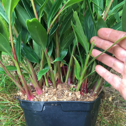 Hedychium villosum tenuiflorum