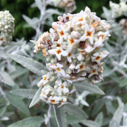 Buddleja silver anniversary®