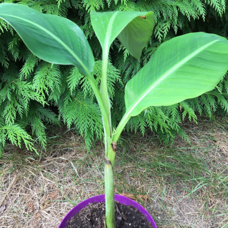 Musa puspanjaliae