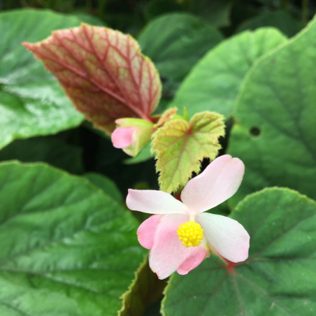 Begonia grandis evansiana