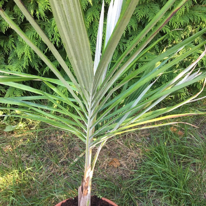 Ceroxylon quindiuense