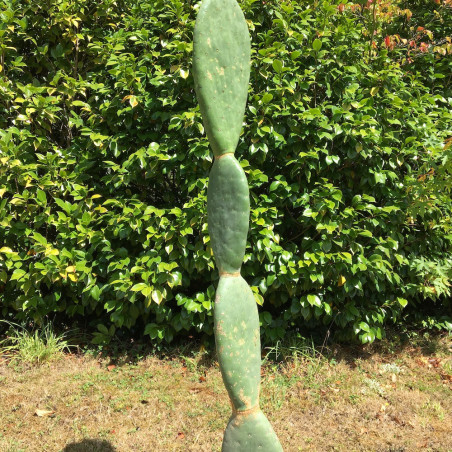 Opuntia titania