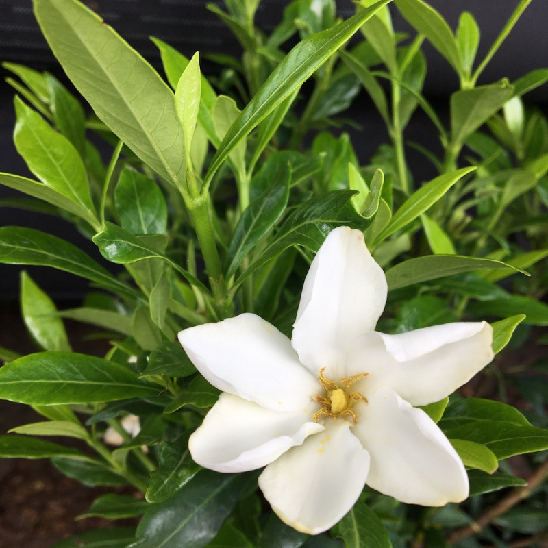 Gardenia sweet heart®