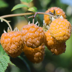 Rubus lowberry® good as gold
