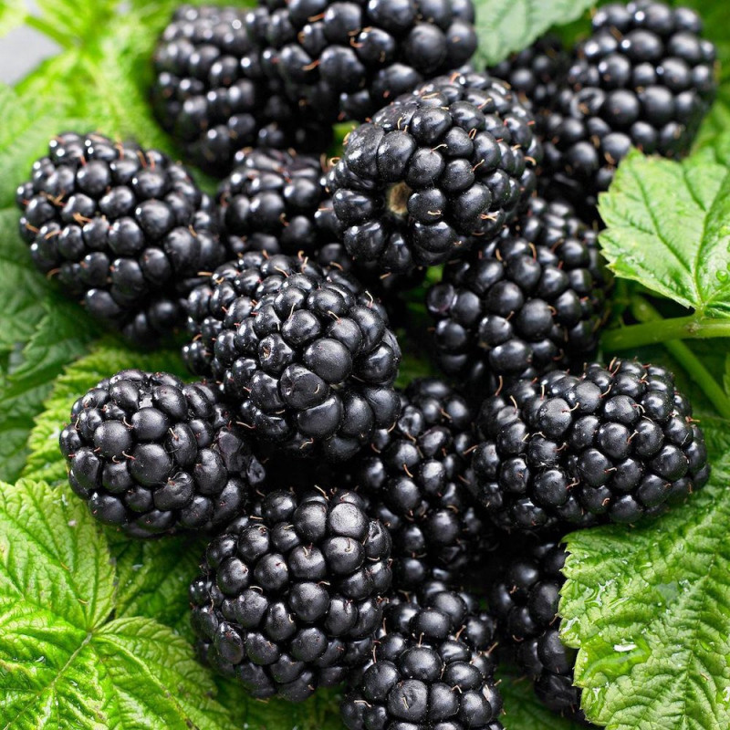 Rubus lowberry® little black prince