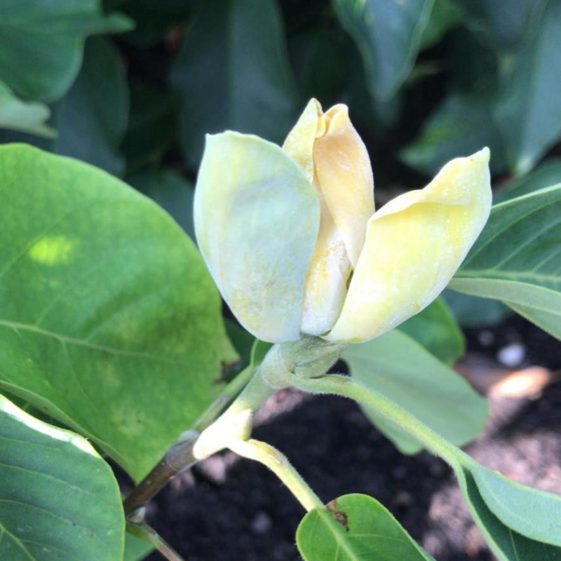 Magnolia 'blue baby', magnolia caduc bleu À l'ombre des figuiers