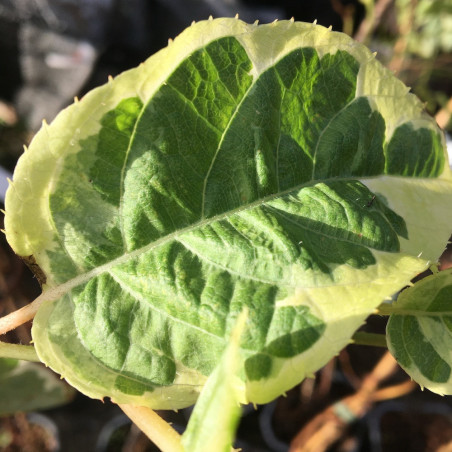 Actinidia arguta hokey pokey®