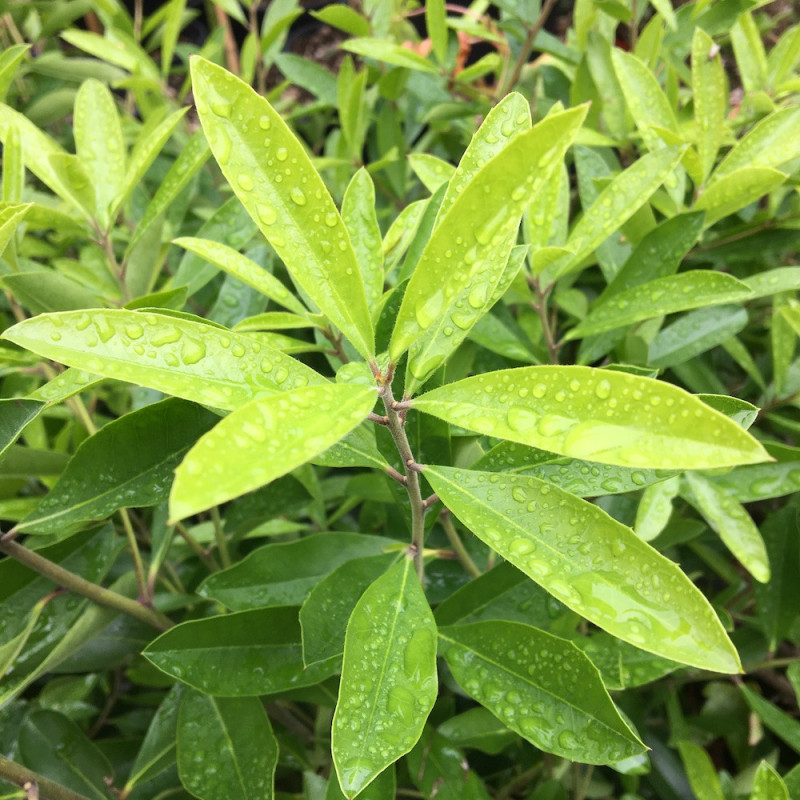 Ilex paraguariensis, plante de yerba maté