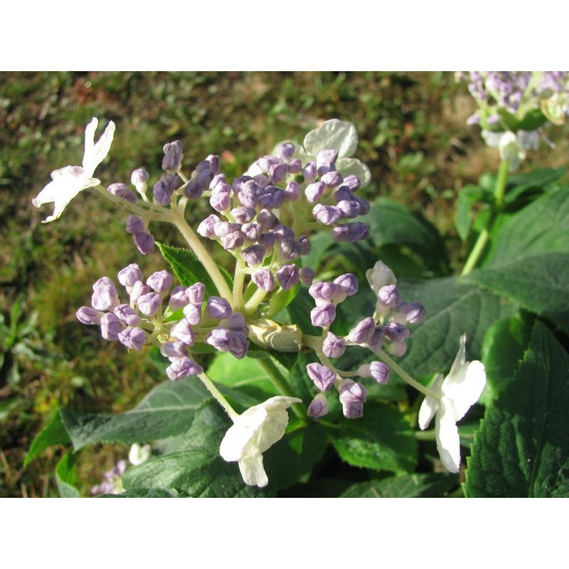 Hydrangea 'late love'