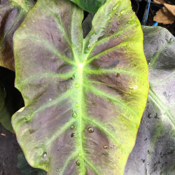 Colocasia royal Hawaiian® aloha