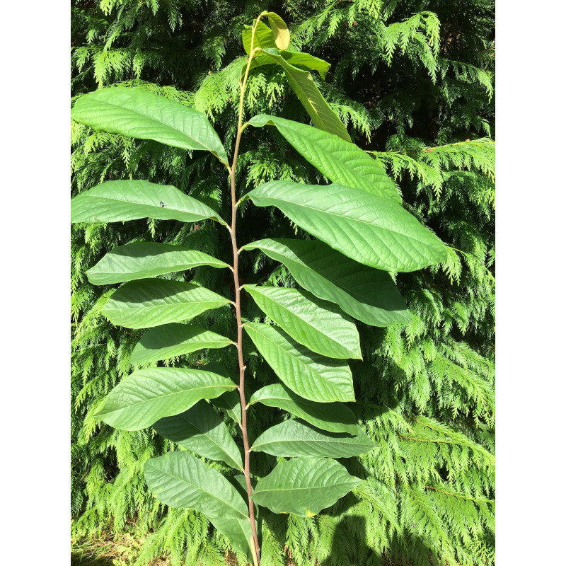 Asimina triloba tropical treat