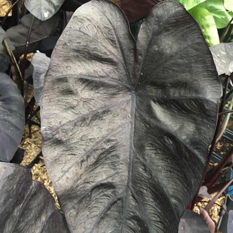 Colocasia black ripple