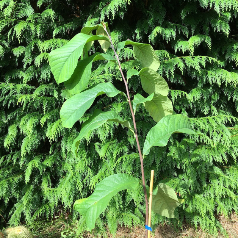 Asimina triloba Maria's joy