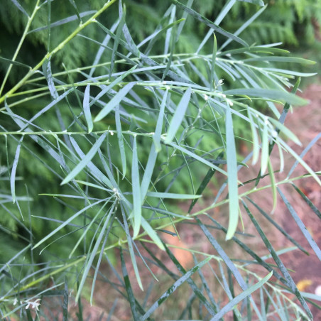 Acacia boormanii