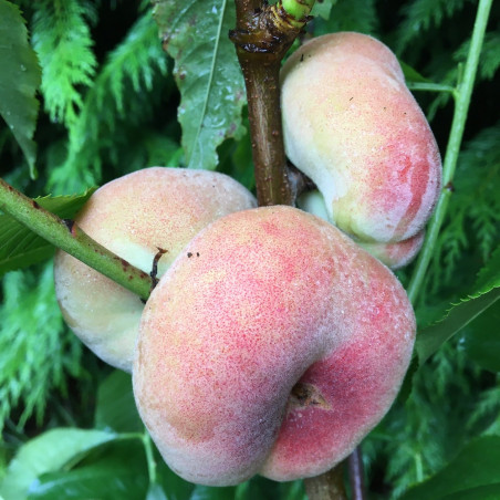 Pêcher plat peach me donut