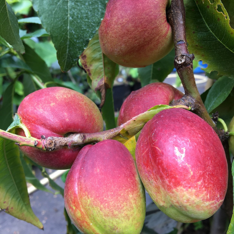 10 s Cerisier nain Arbre fruitier autofertile Intérieur/extérieur