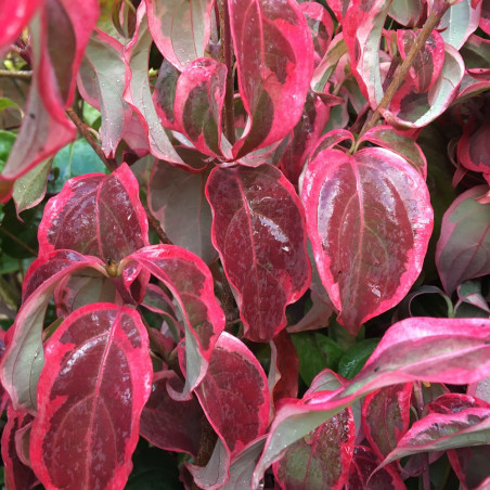 Cornus kousa shira yuki