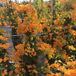 Bougainvillea California gold