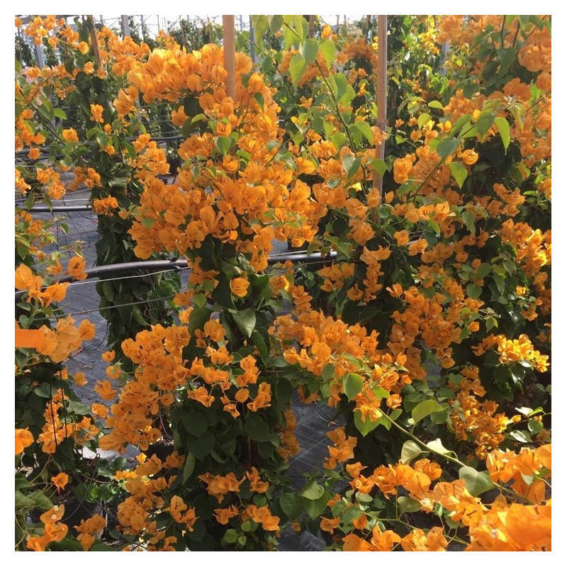 Bougainvillea California gold