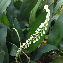 Bulbophyllum fenestratum