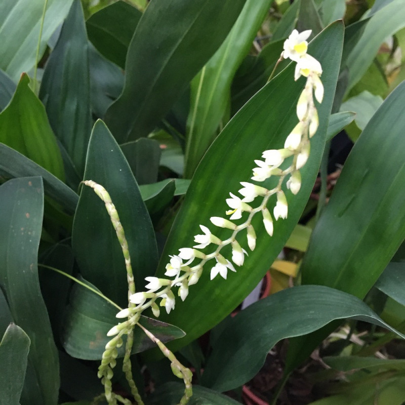 Bulbophyllum fenestratum