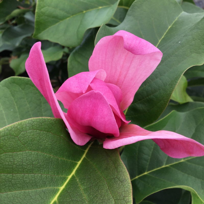 Magnolia amethyst flame