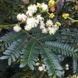 Acacia terminalis