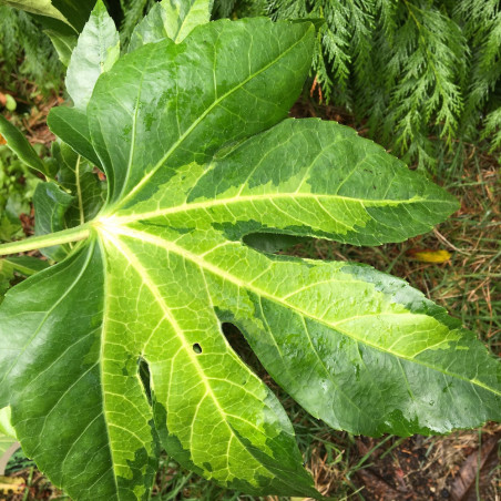 Fatsia murakumo nishiki