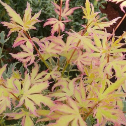 Acer palmatum metamorphosa