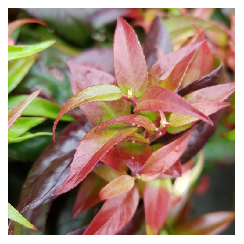 Leucothoe dark diamonds