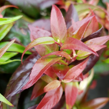 Leucothoe dark diamond