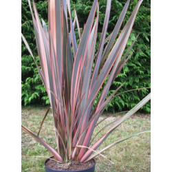 Phormium 'evening glow'