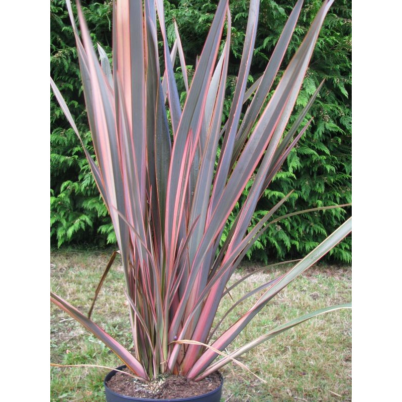 Phormium 'evening glow'