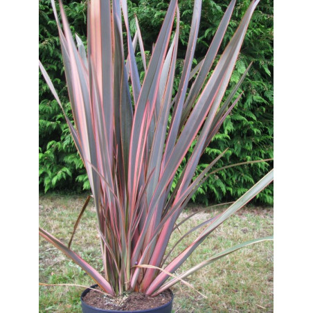 Phormium 'evening glow'