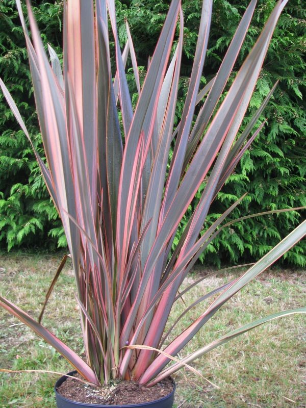 Phormium Evening Glow New Zealand Flax