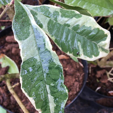 Osmanthus fragrans variegata