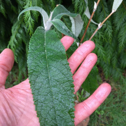 Buddleja yunnanensis