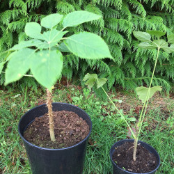 Brassaiopsis mitis 4- and 2-litre pots