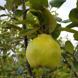 Cydonia oblonga du Portugal