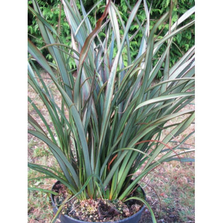 Phormium 'Tom Thumb'