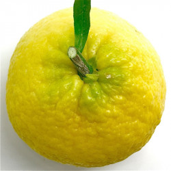Citrus sinensis shunko-kan