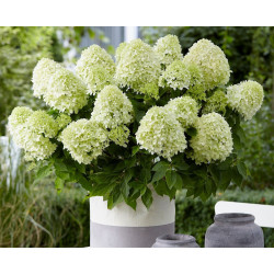 Hydrangea little spooky®