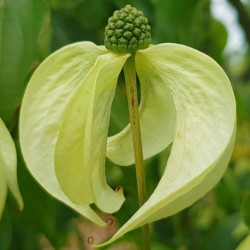 Cornus kousa couronne