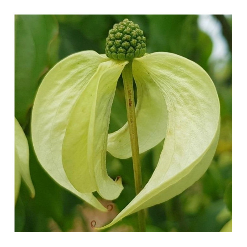 Cornus kousa couronne