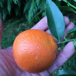 Citrus clementina SRA89